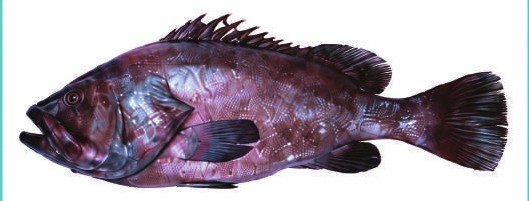 Grouper — illustrative product photograph