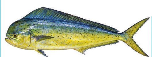 Mahi Mahi — illustrative product photograph