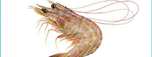 Shrimp — illustrative product photograph